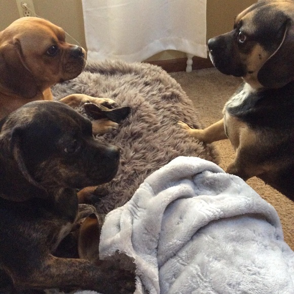 Not for sale— most of my pets, some who have passed over the Rainbow Bridge. 🥹 - Picture 14 of 16